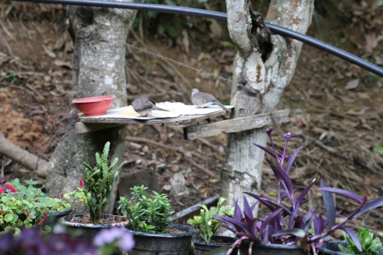 Secret Nest Homestay Элла Экстерьер фото