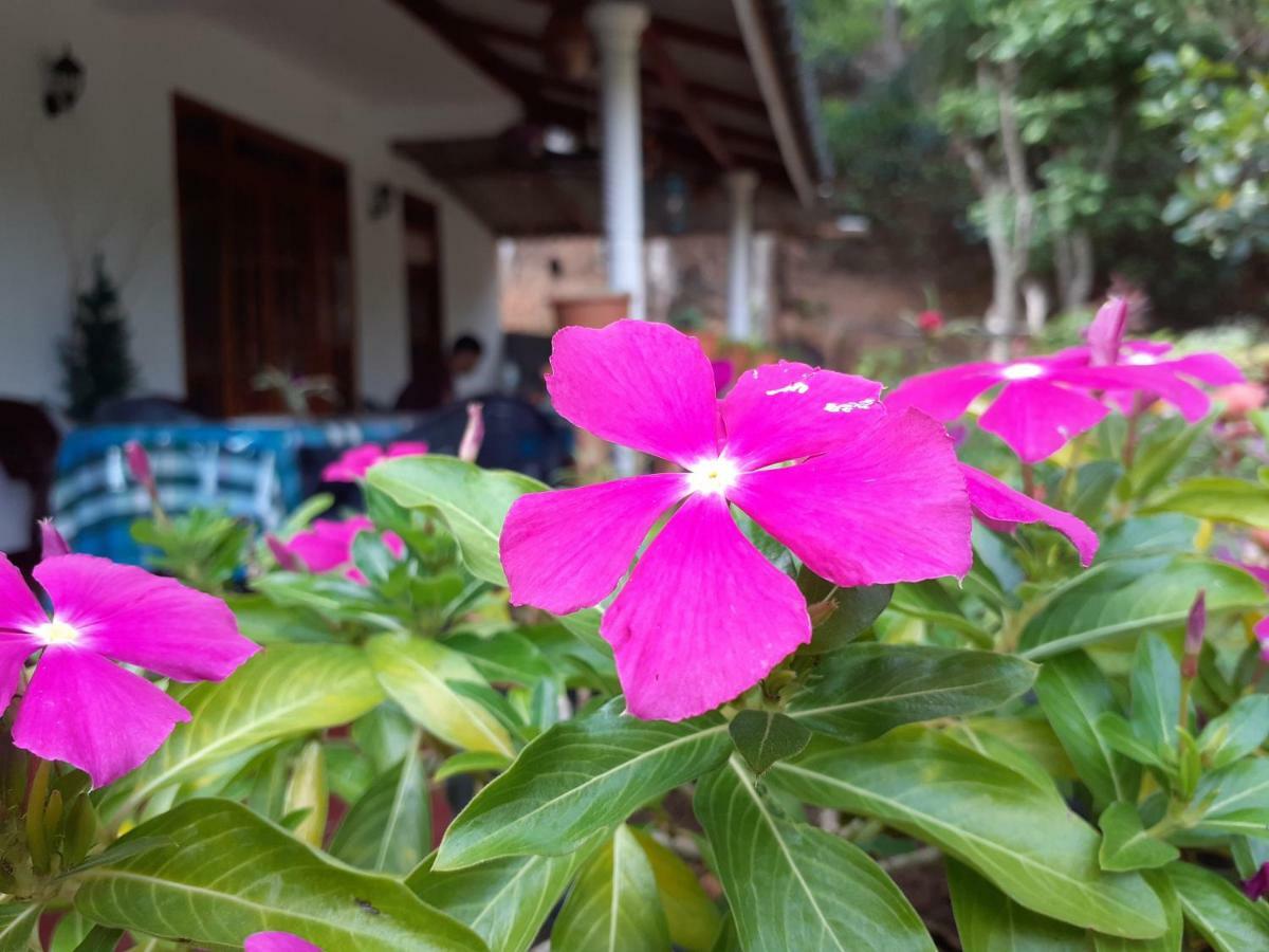 Secret Nest Homestay Элла Экстерьер фото